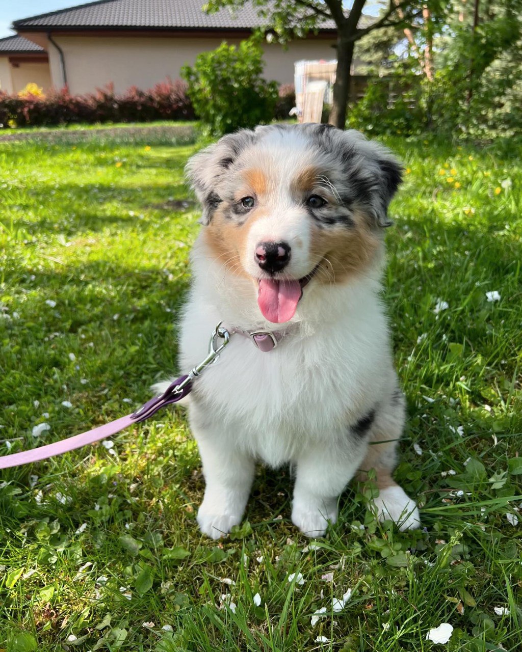 Annie - Australian Shepherd Puppy